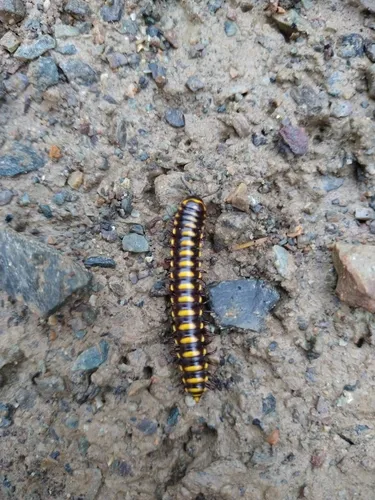 Orophe unicus