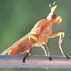 Tetanocera plebeja thumbnail 1