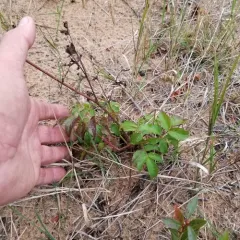 bristly sarsaparilla thumbnail 6