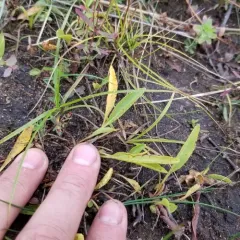white bog violet thumbnail 5