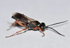 Agenioideus cinctellus thumbnail 1