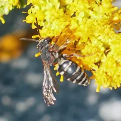 Notch-backed Cellophane-cuckoo Bee thumbnail 2