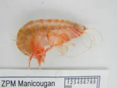 Ampelisca eschrichtii thumbnail 2