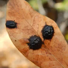 Willow Tar Spot thumbnail 3