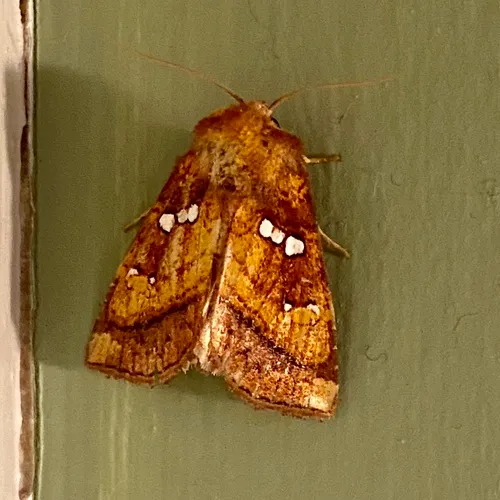 Loosestrife Borer Moth