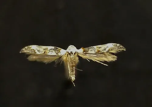 Mompha claudiella