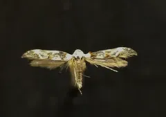 Mompha claudiella thumbnail 1