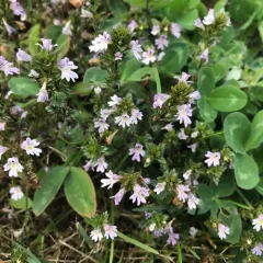 drug eyebright thumbnail 3
