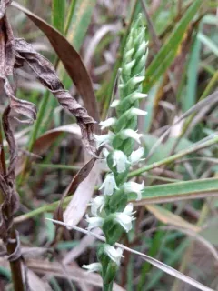 Oval Ladies' Tresses thumbnail 3