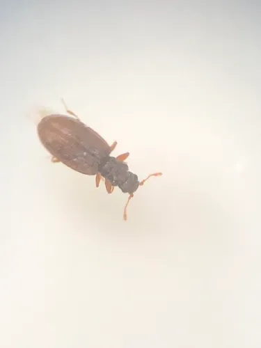 Plaster Beetle