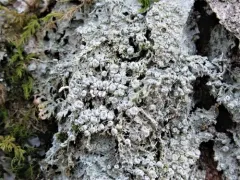 Paul's Super Lichen thumbnail 3