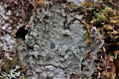 Blue-green Volcanito thumbnail 2