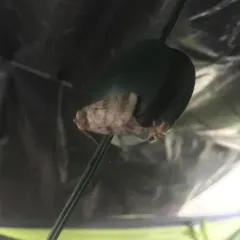 Pale-banded Dart thumbnail 3