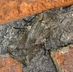 White-eyed Pinion thumbnail 1