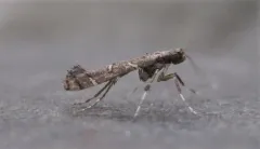 Chinese Tallow Leaf Miner thumbnail 4