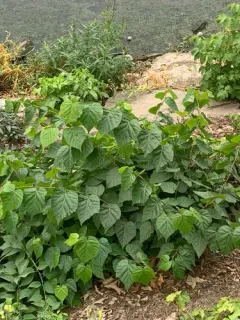 Harlequin glorybower thumbnail 4