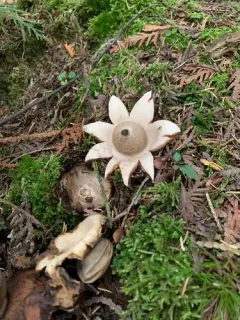 Sessile Earthstar thumbnail 3