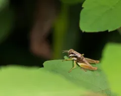 Graceful Grasshopper thumbnail 3