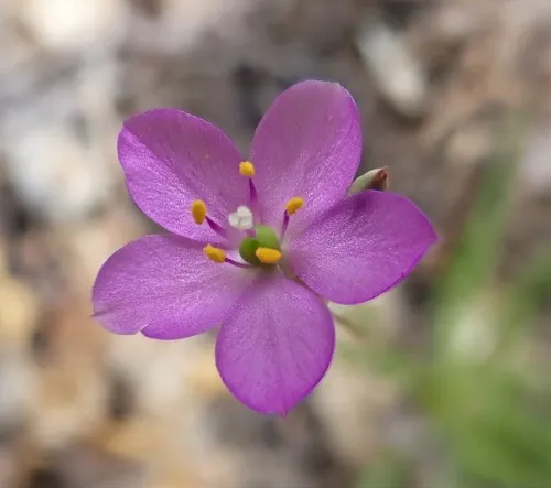 prairie fameflower