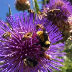 White-shouldered Bumble Bee thumbnail 3