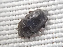 Epuraea populi thumbnail 3