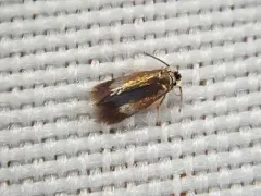 Asian Elm Leafminer Moth thumbnail 3