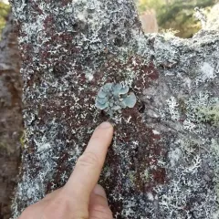 Textured Lung Lichen thumbnail 2