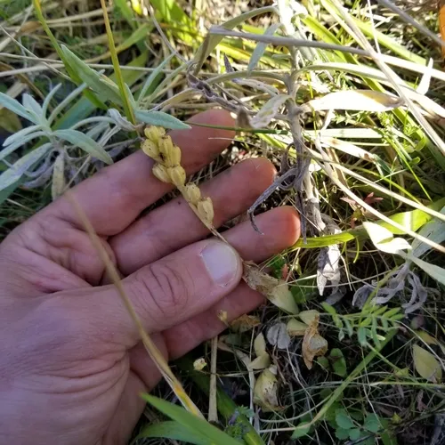 fen orchid