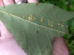 Caryomyia inclinata thumbnail 3