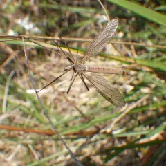 European Crane Fly thumbnail 2