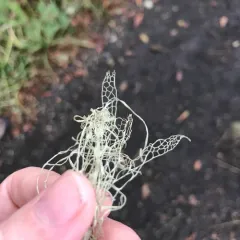 lace lichen thumbnail 2