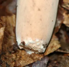 Corrugated-cap Milky thumbnail 2