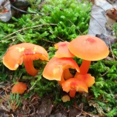 Scarlet Waxy Cap thumbnail 1
