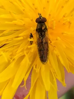 Meadow Sedgesitter thumbnail 4