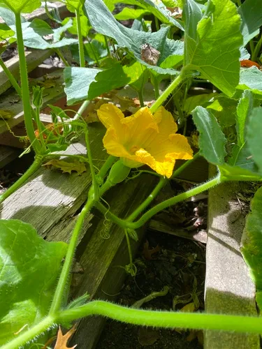 winter squash