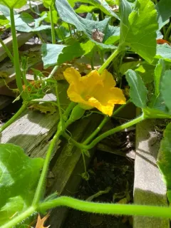 winter squash thumbnail 1