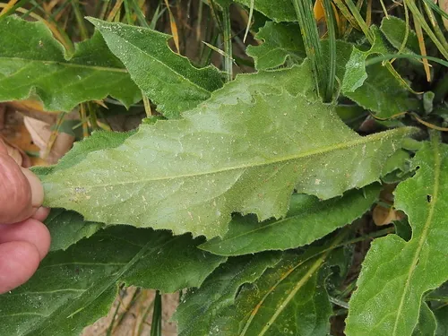 Warty-cabbage