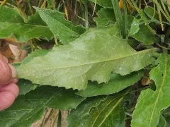 Warty-cabbage thumbnail 1