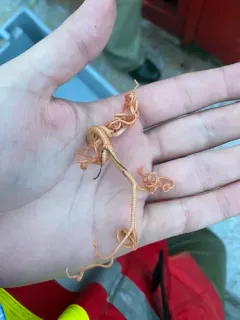 Northern Basket Star thumbnail 1