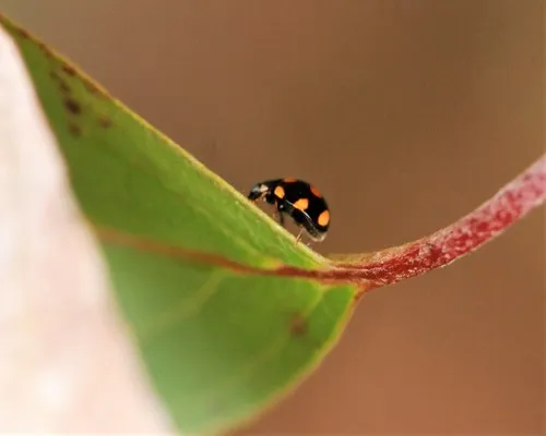 Orange-spotted Lady Beetle