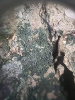 Common Dusk Lichen thumbnail 1