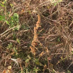 Redroot Amaranth thumbnail 3