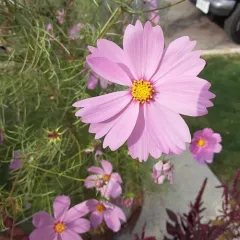 garden cosmos thumbnail 4