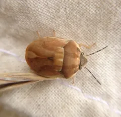 Homaemus parvulus thumbnail 1