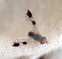 Trupanea nigricornis thumbnail 4