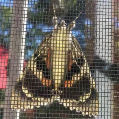 Once-married Underwing thumbnail 2