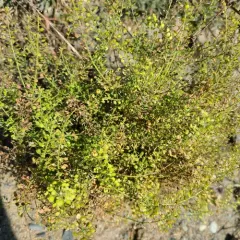 Virginia pepperweed thumbnail 4