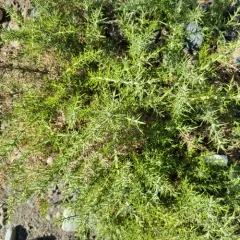 gorse thumbnail 2