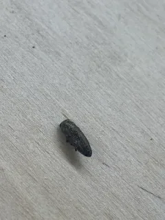 Sphenoptera jugoslavica thumbnail 4