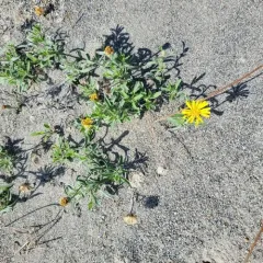 Spokane false goldenaster thumbnail 2